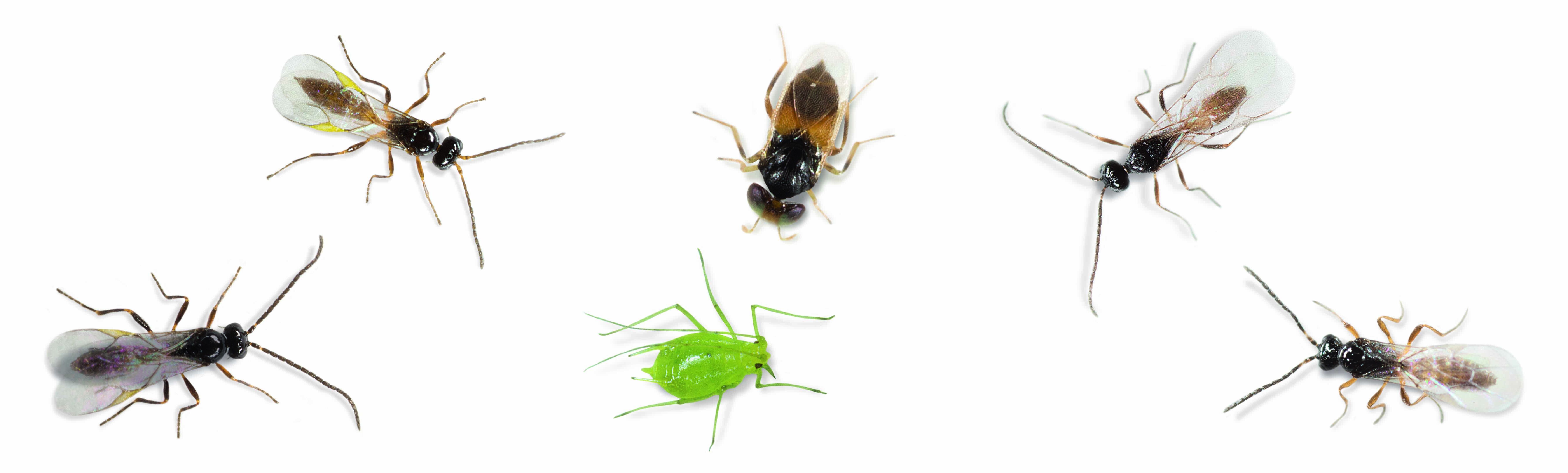 Bladluis op de loer in aardbei