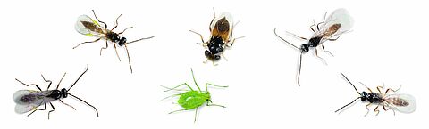 Bladluis op de loer in aardbei