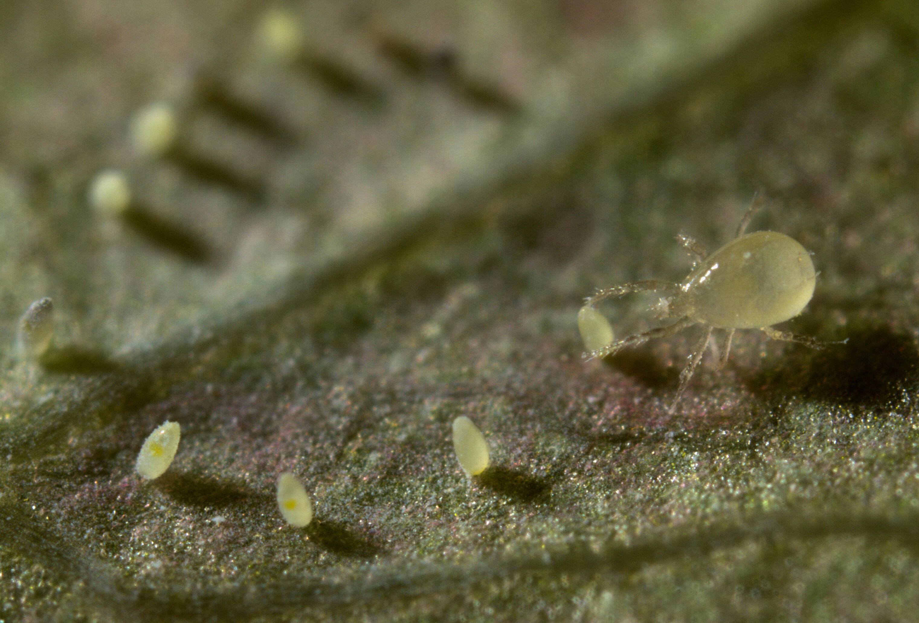 Hoe komen we met roofmijten de winter door?