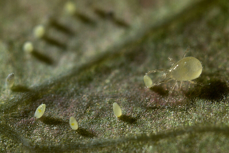 Amblyseius_limonicus-1.jpg