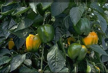 Rupsen in paprika: meteen stevig aanpakken