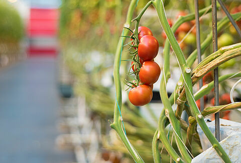 Ook in tomaat geldt: een goed begin is het halve werk