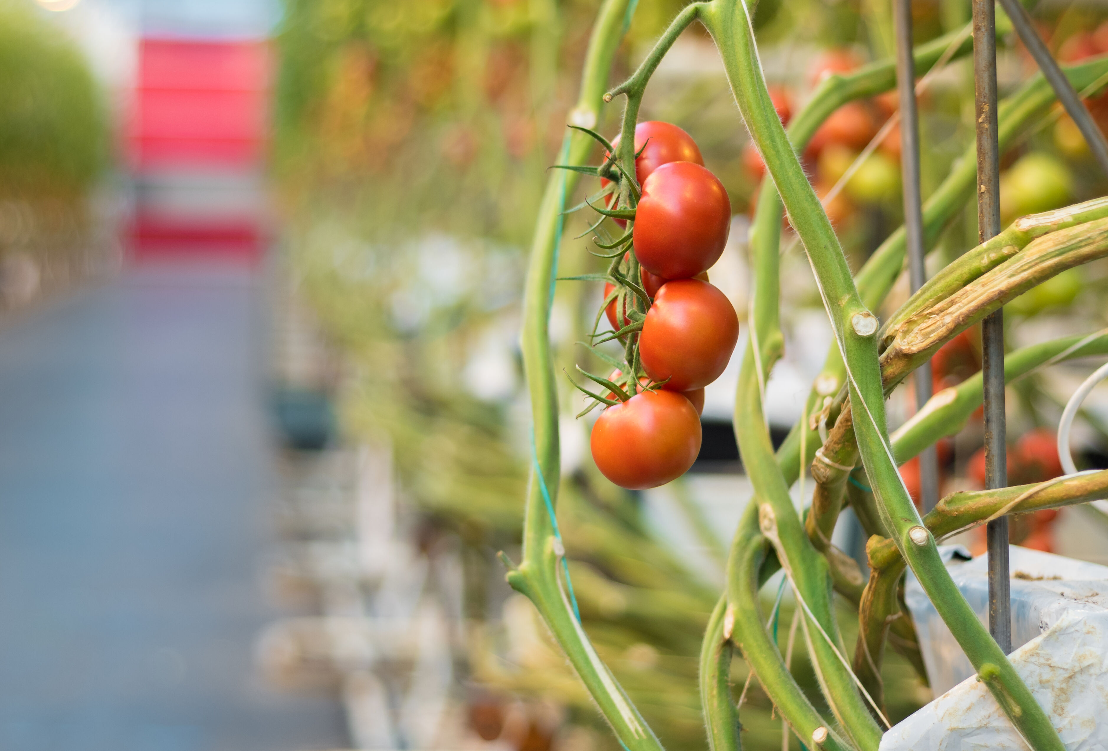Ook in tomaat geldt: een goed begin is het halve werk