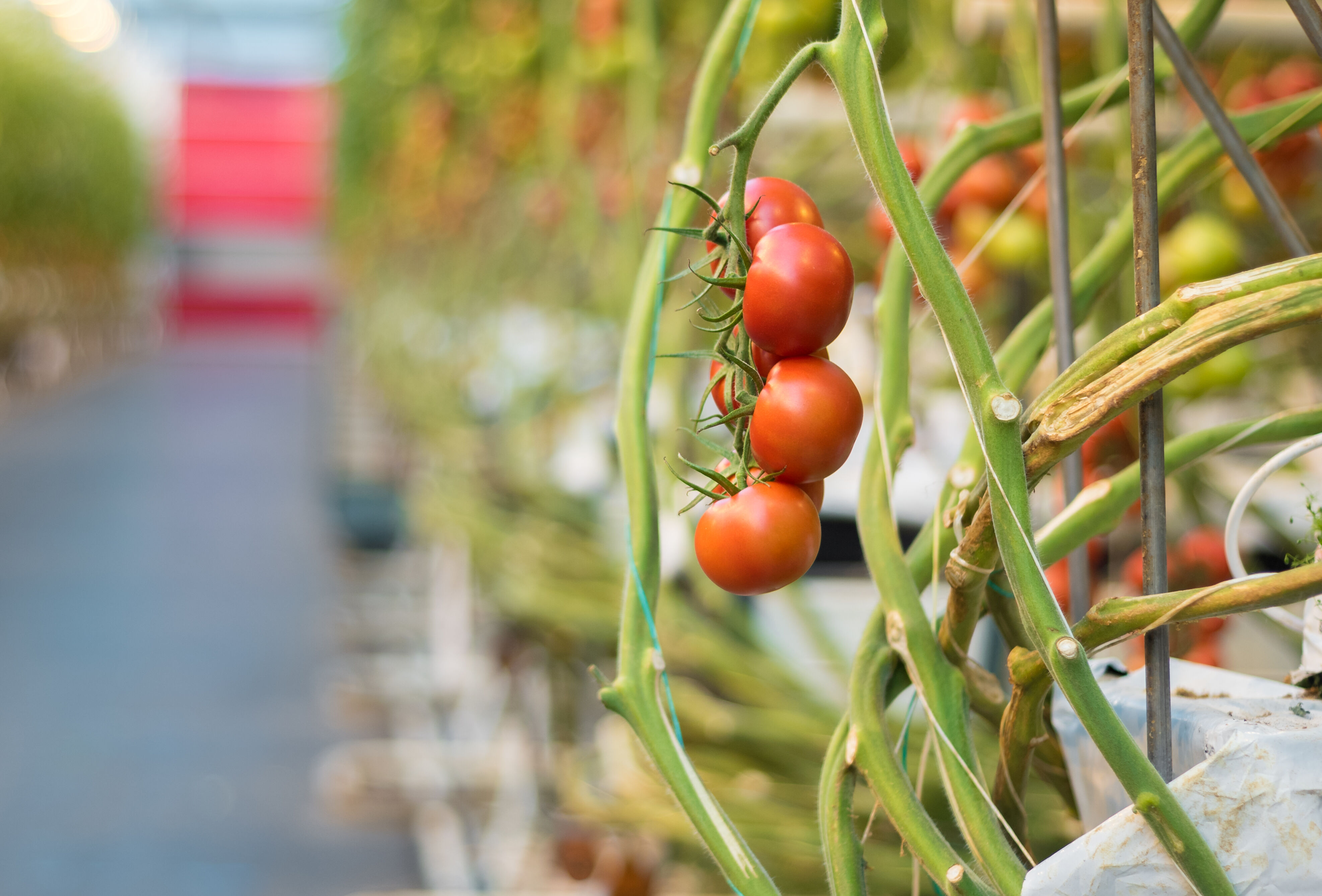 Tomaat: preventief investeren, kan veel zorgen voorkomen!