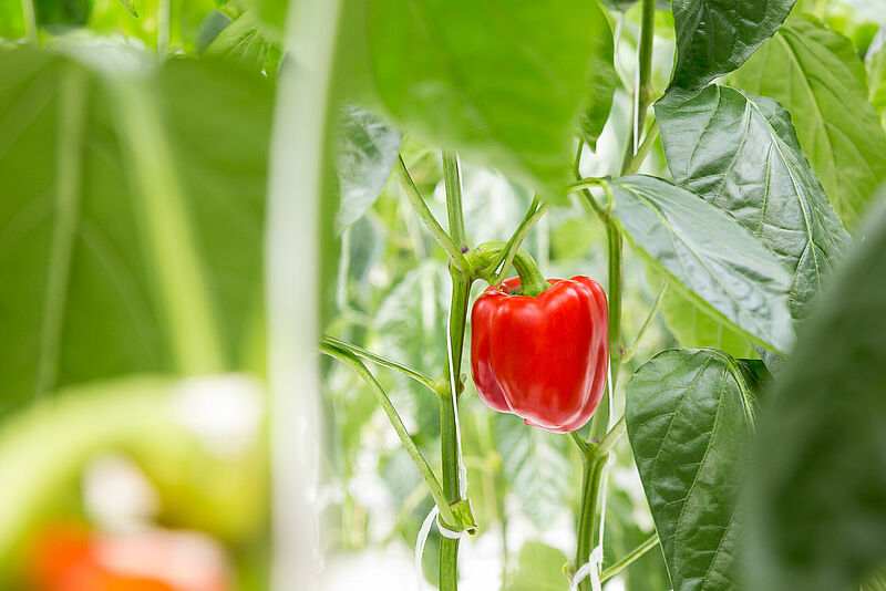 Sweet_pepper_Koppert_Biological_Systems-11.jpg