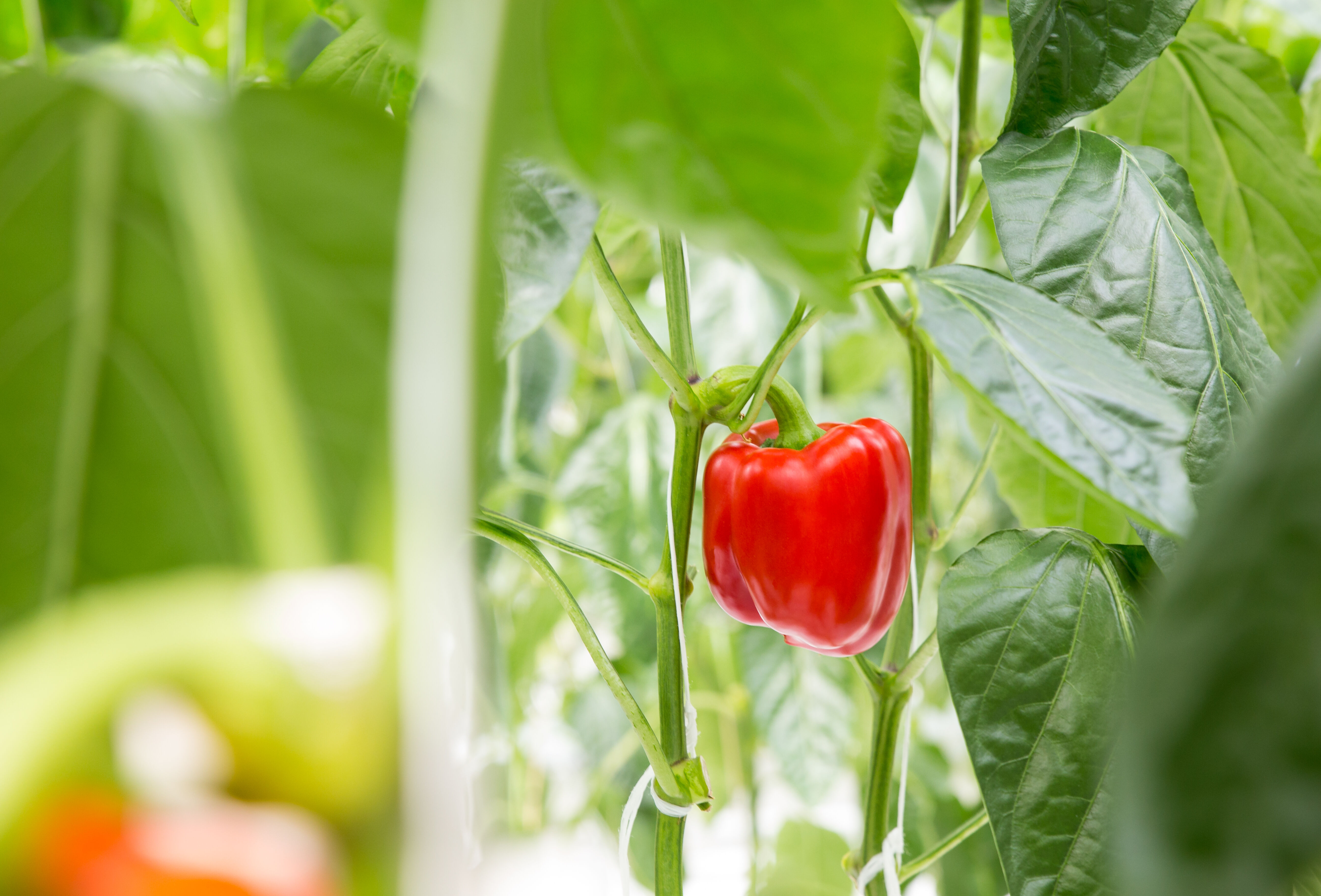 Preventieve strategie houdt luis in paprika onder controle