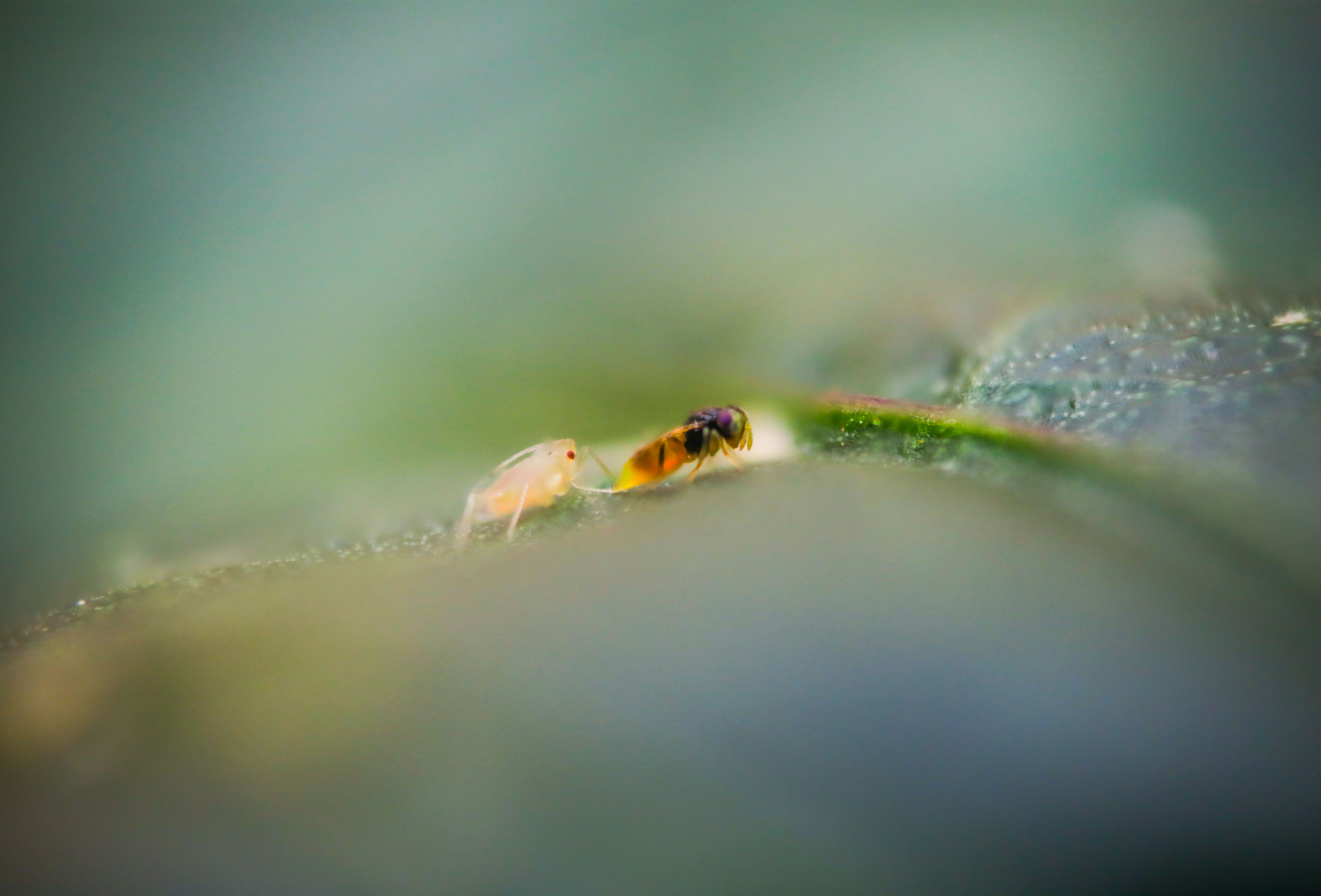 Effectieve biologische bestrijding van perzikbladluis en rups in paprika