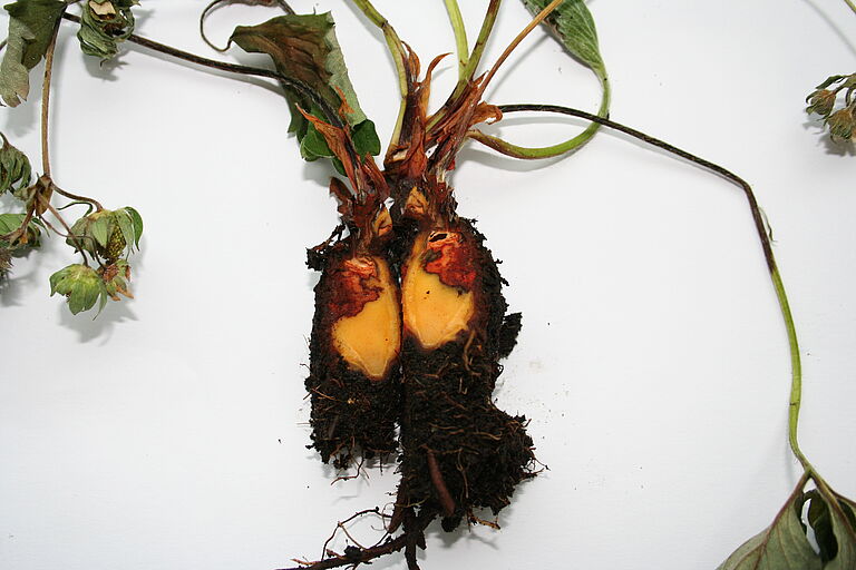 Strawberry roots infected with Pestalotiopsis clavispora