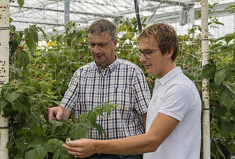 Nieuwe aanpak dringt luizen in zachtfruit sterk terug