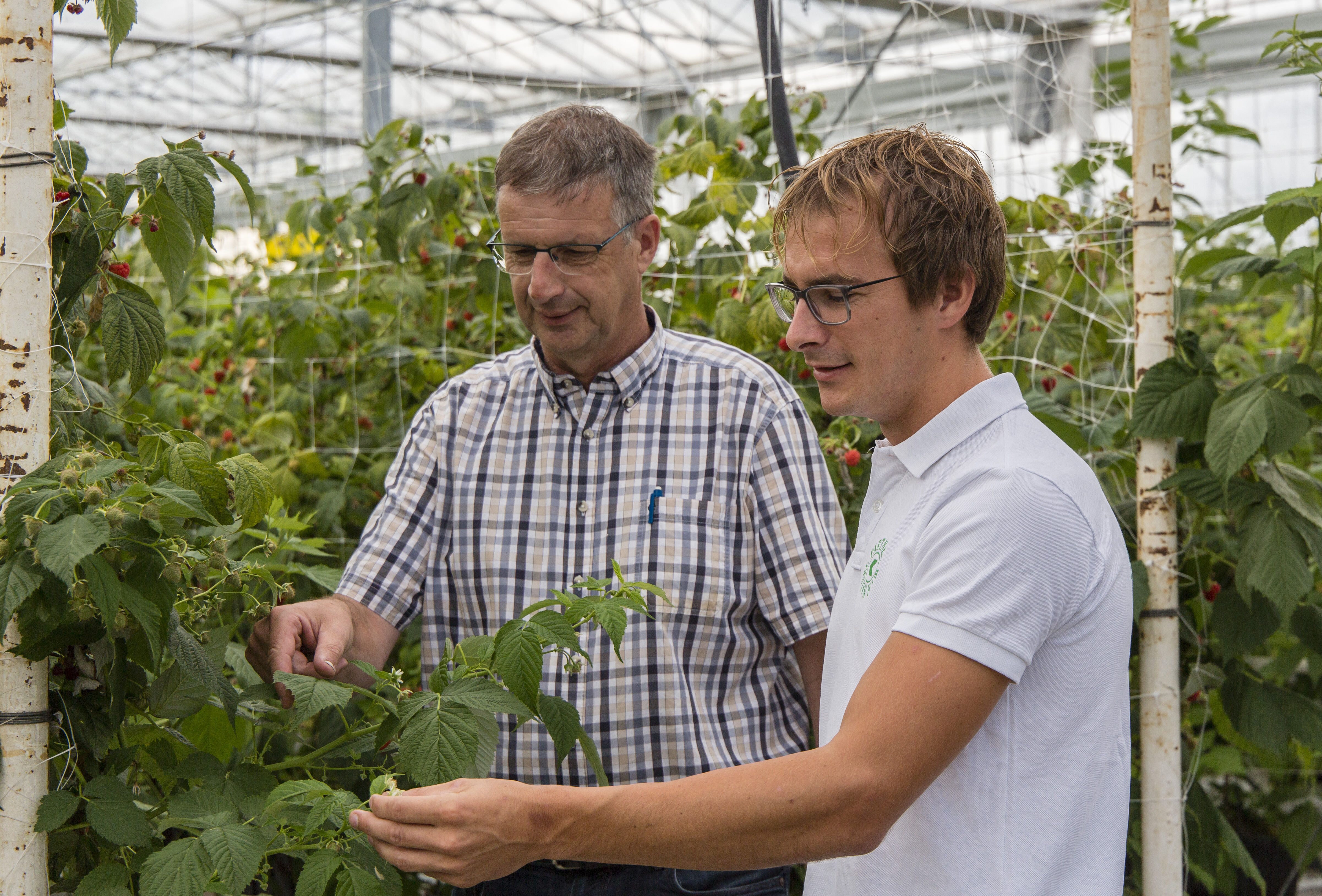 Nieuwe aanpak dringt luizen in zachtfruit sterk terug