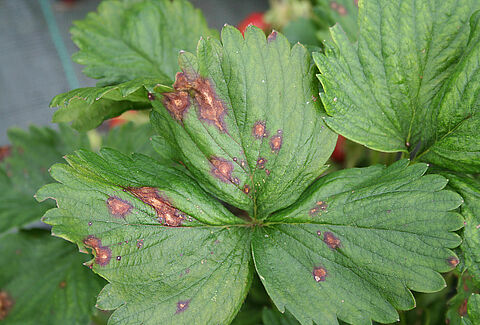 Pestalotiopsis bij aardbei