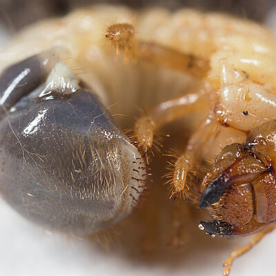 Larva of the Garden chafer Phyllopertha horticola