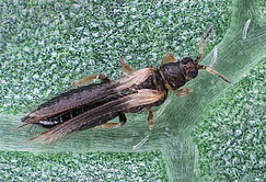 Thrips setosus