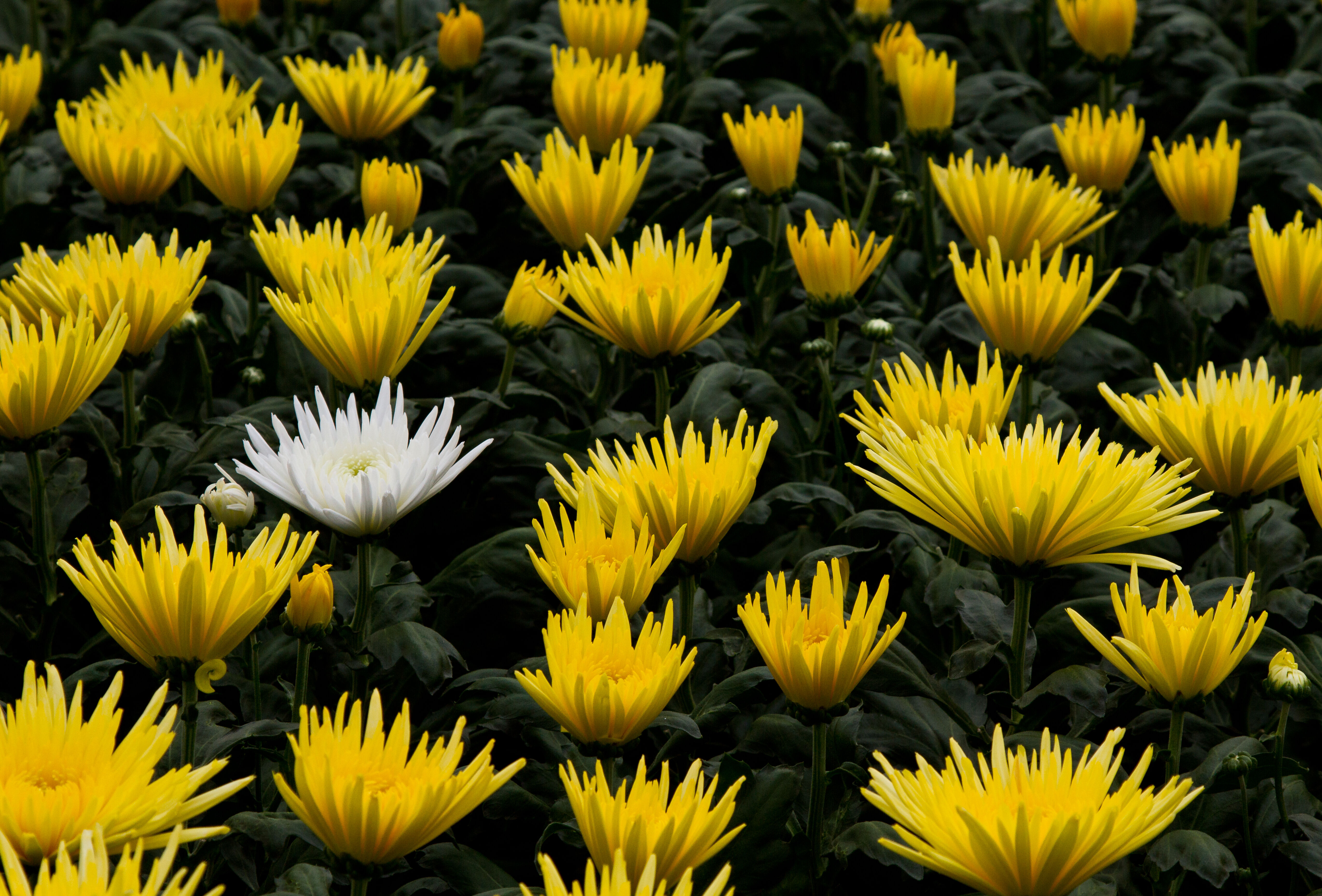 Trips, trips en nog eens trips