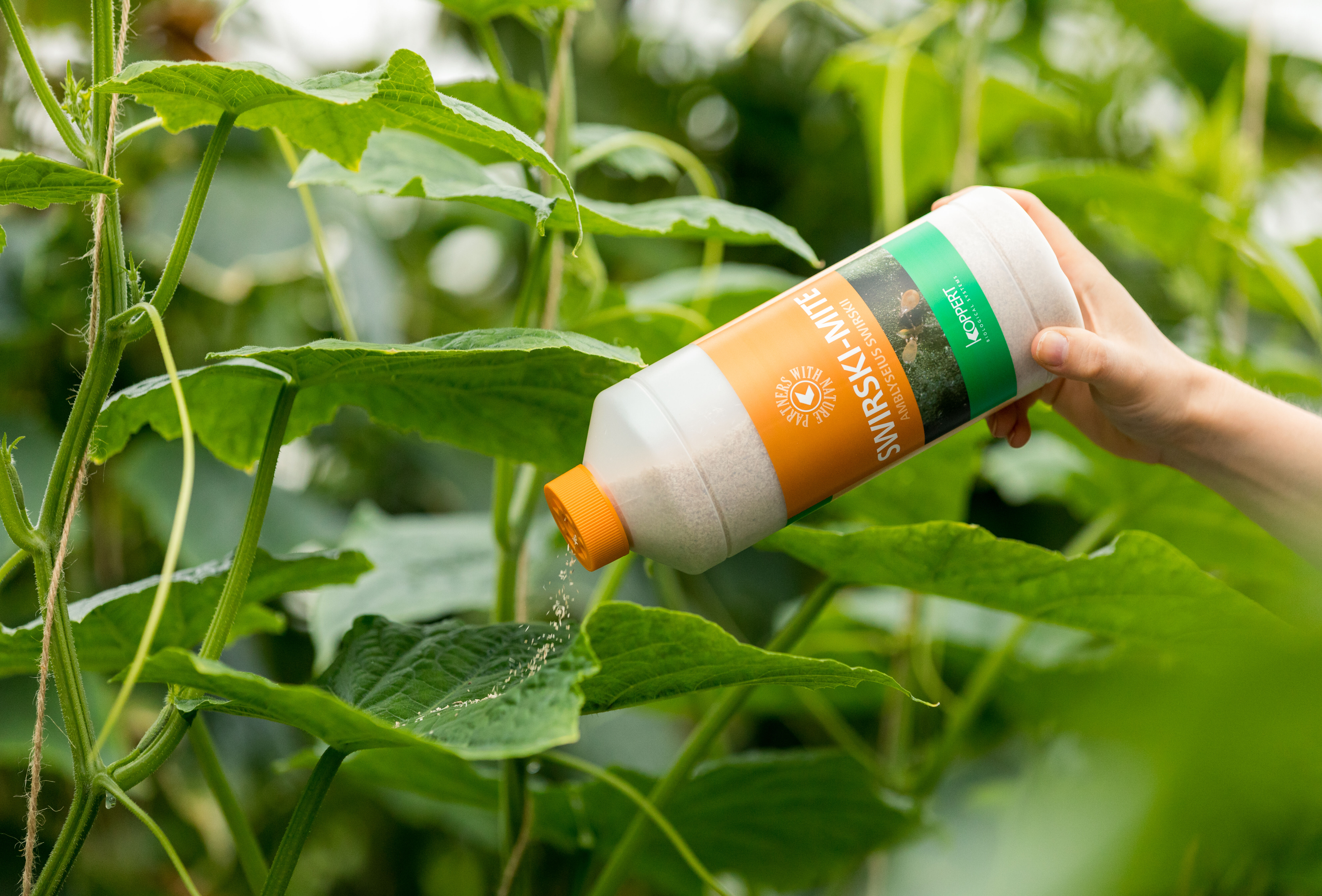 Nog altijd begint alles met Swirskii