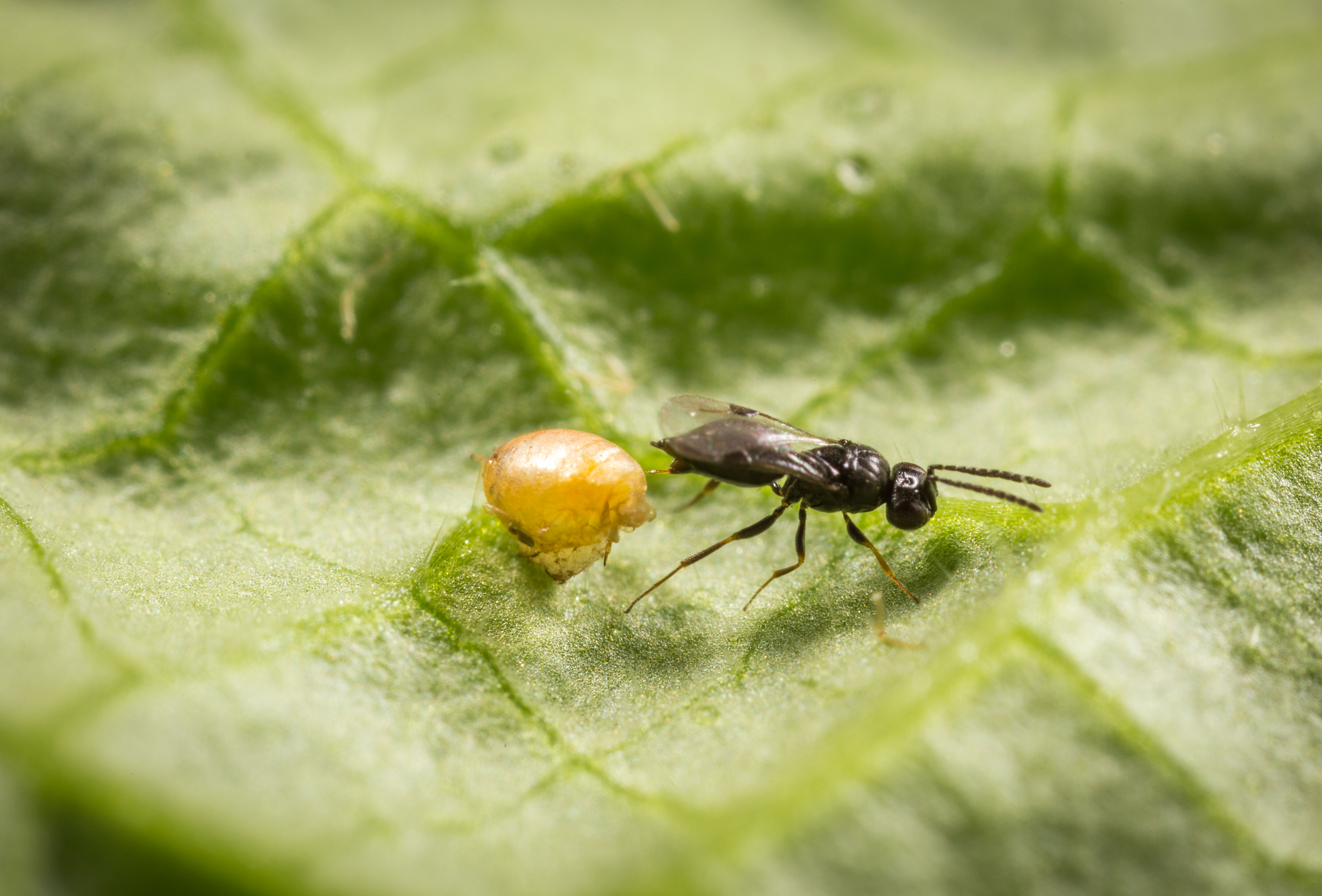 Hyperparasieten: hou ze in de gaten!