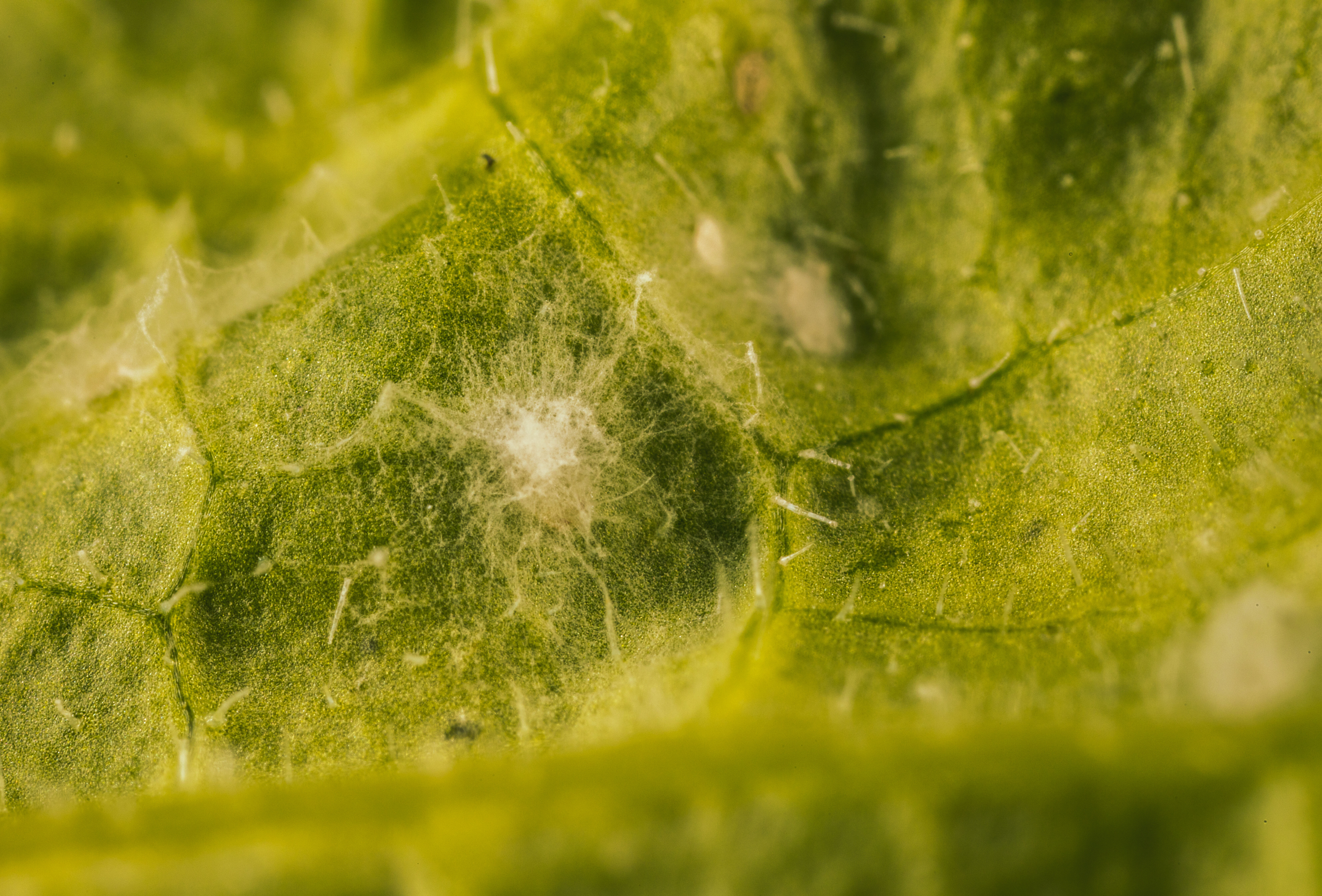 Plagen bestrijden met schimmels bij lagere temperaturen? Mycotal, de duurzame keuze!