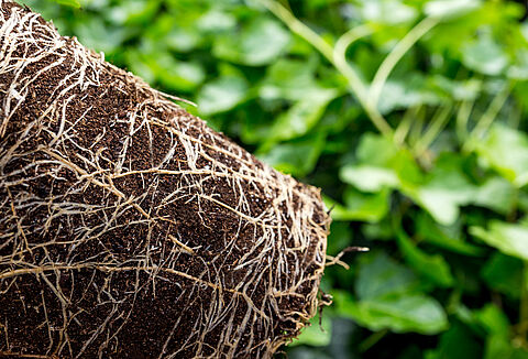 Boomkwekerij last van aanhoudende warmte