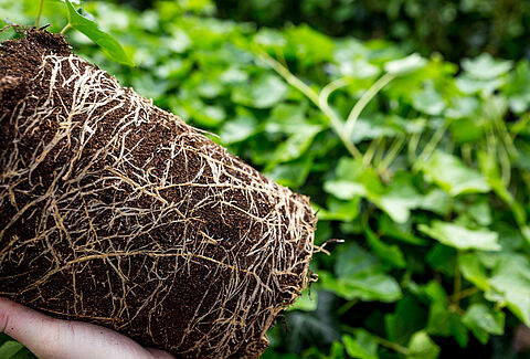 Gezonde planten noodzakelijk