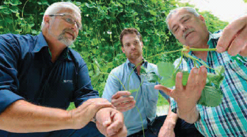 Minder chemie in opkweek aardbei door bio