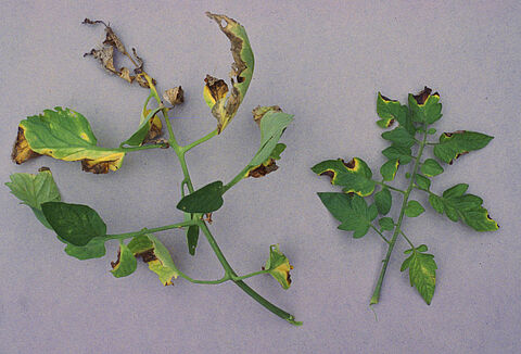 Bacterieverwelkingsziekte bij tomaat