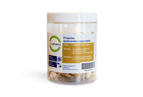 Propylea