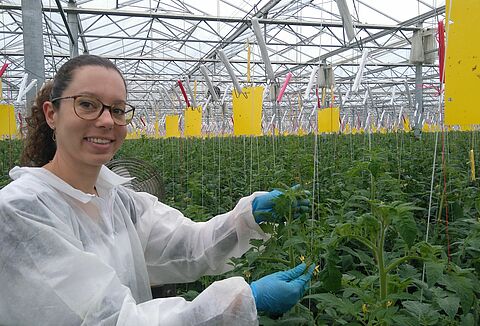 Nematoden oplossing voor Nesidiocoris in Frankrijk
