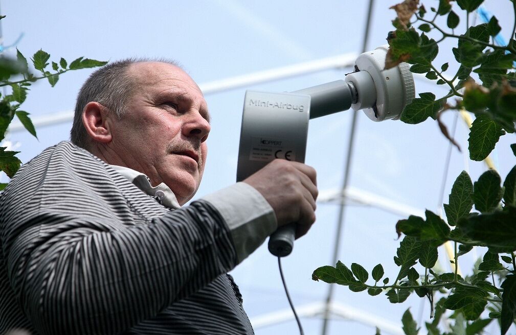 In onbelichte tomaten Macrolophus blijven bijvoeren