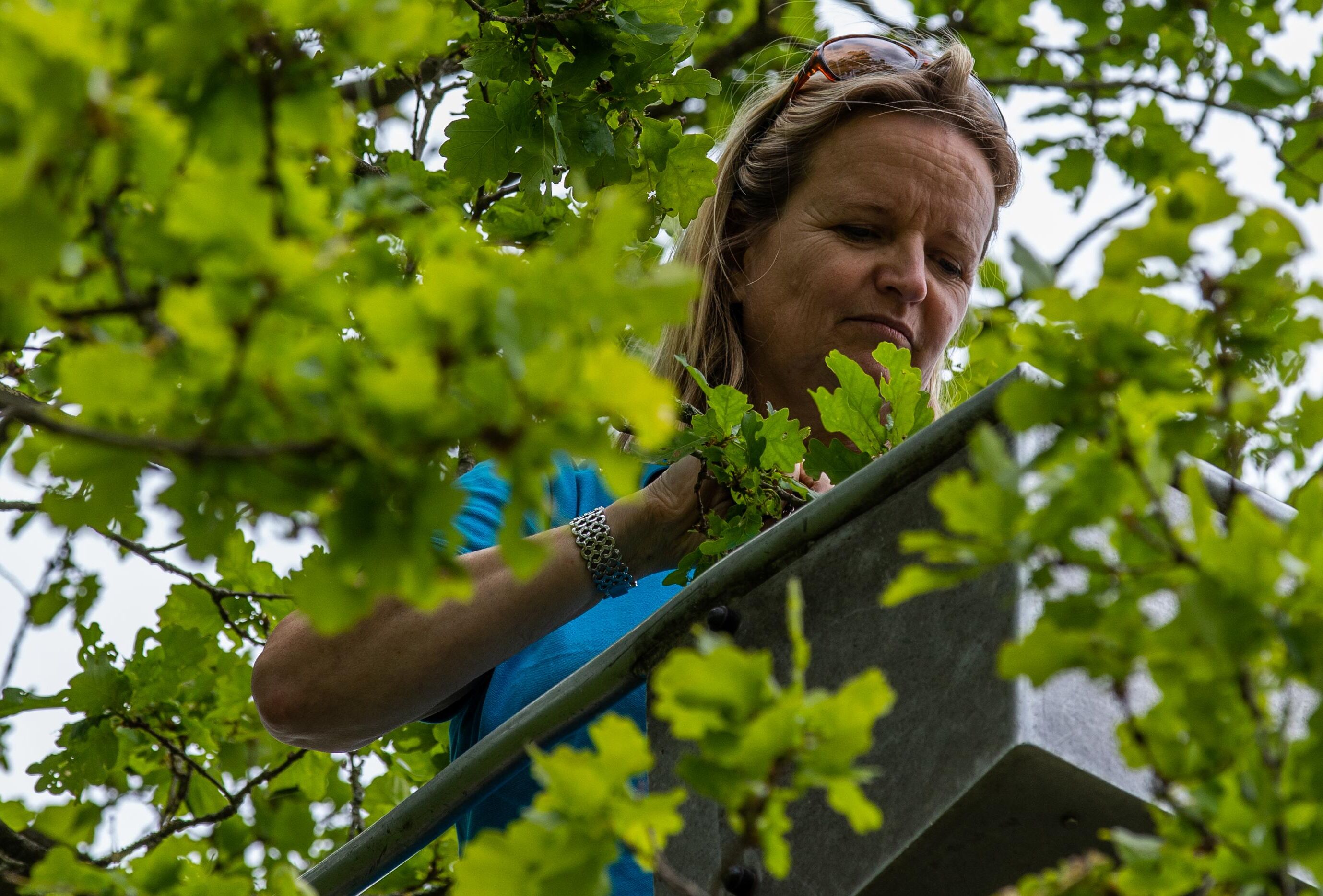 Positieve beoordeling eikenprocessierups bestrijding