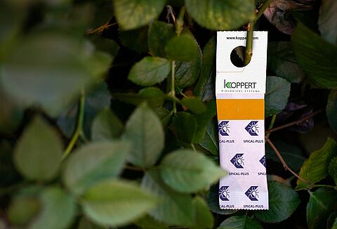 Californicus aan de slag tegen spint in roos