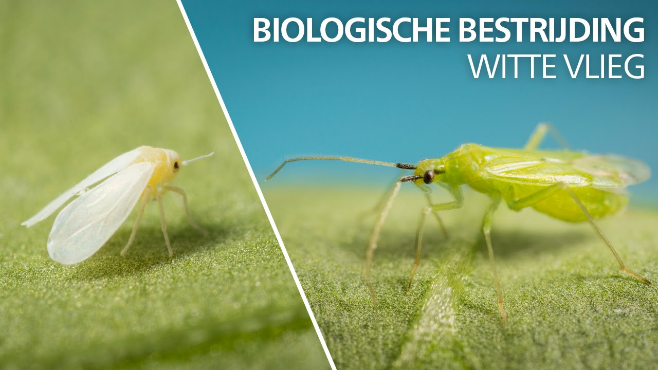 Witte vlieg bestrijding: Macrolophus pygmaeus Witte vlieg bestrijding: Macrolophus pygmaeus