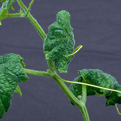 Cotton aphid Aphis gossypii damage on tomato leaves