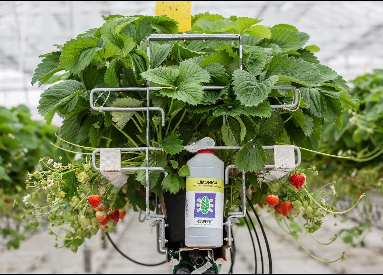 Limonica: sterk tegen trips en witte vlieg