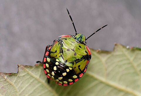 Webinar: Effectieve bestrijding van de zuidelijke groene schildwants (Nezara viridula)