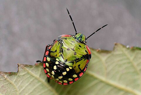 Webinar: Effectieve bestrijding van de zuidelijke groene schildwants (Nezara viridula)