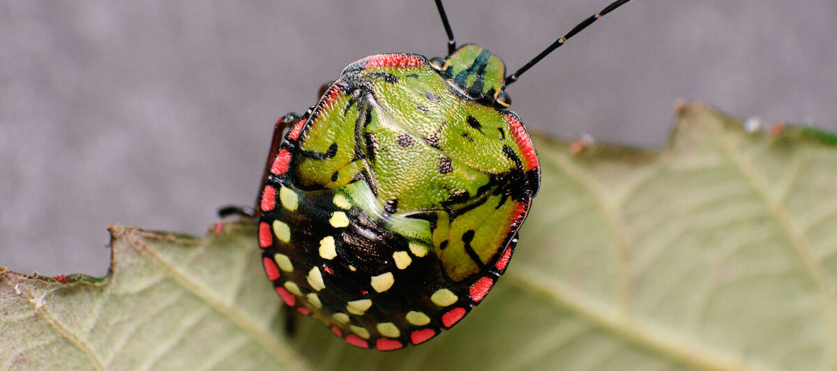 Nymph of the Southern Green Stink bug Nezara viridula