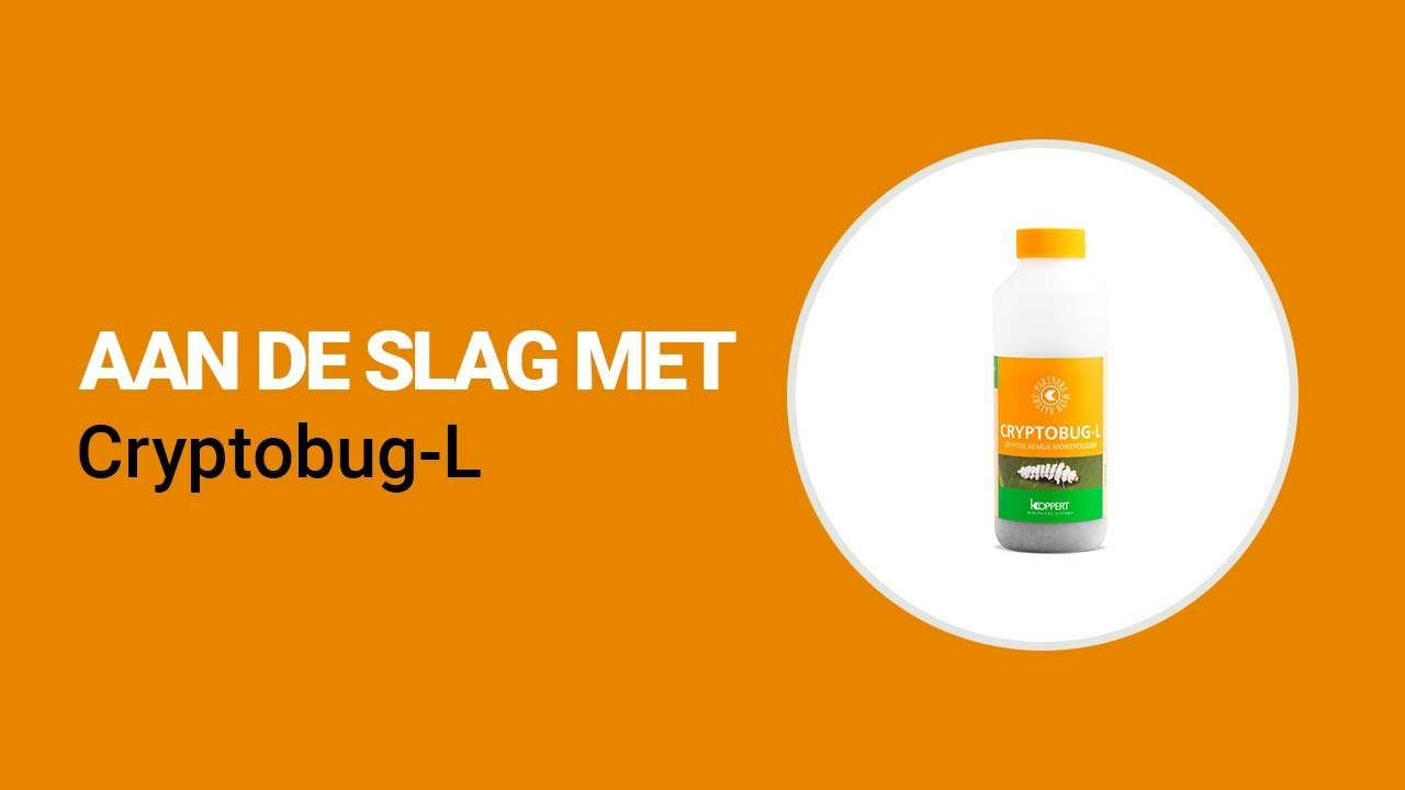 Aan de slag met Cryptobug-L van Koppert