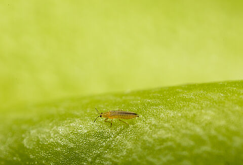 Let op een nieuwe tripssoort in uw gewas!