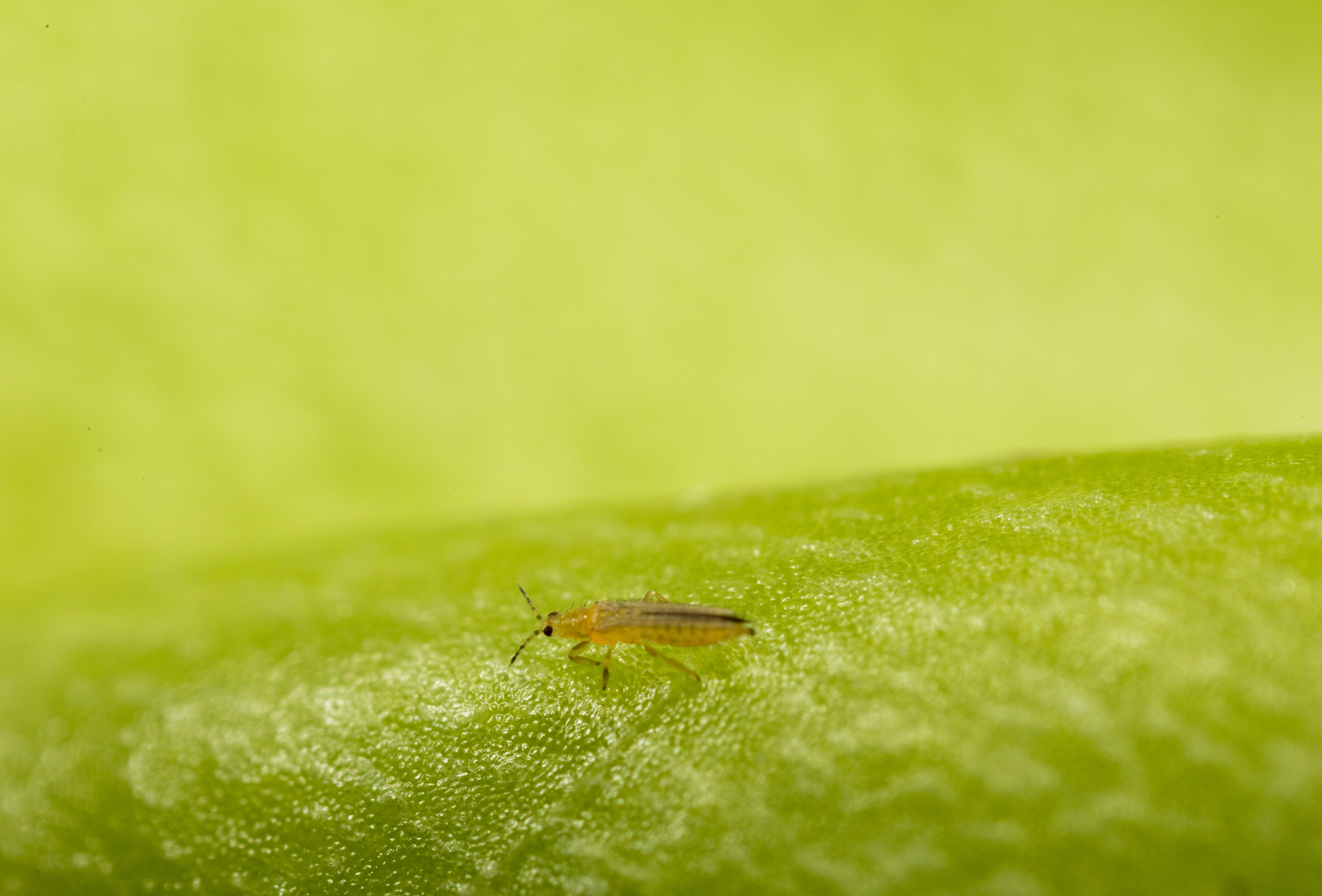 Let op een nieuwe tripssoort in uw gewas!
