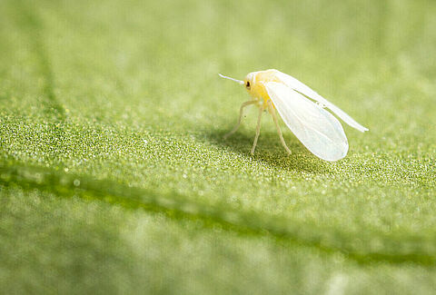 Greenhouse whitefly Trialeurodes vaporariorum Adult Illustration