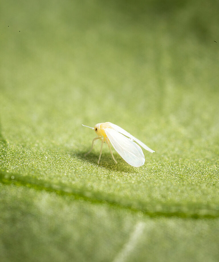 Greenhouse whitefly Trialeurodes vaporariorum Adult Illustration