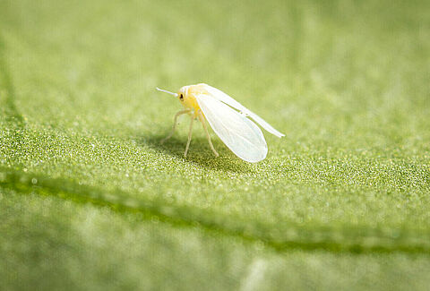 Greenhouse whitefly Trialeurodes vaporariorum Adult Illustration