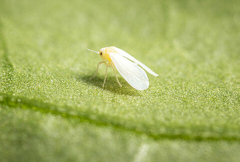 Greenhouse whitefly Trialeurodes vaporariorum Adult Illustration