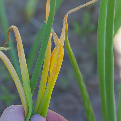 The leaves of green onions are affected by the pest onion fly and turned yellow.