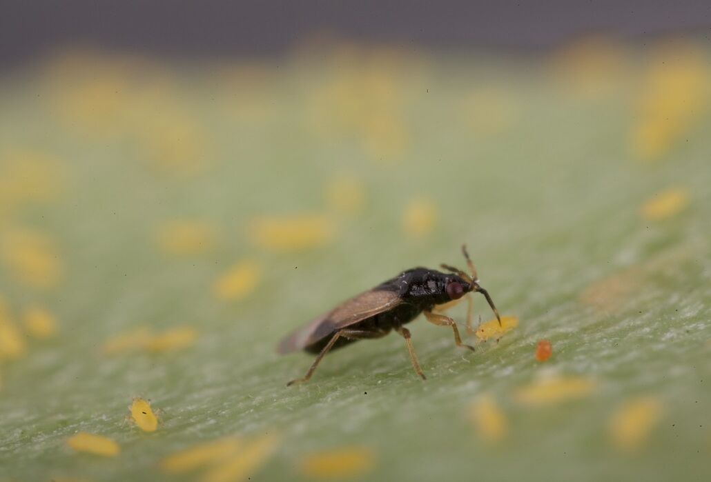 Orius effectief bij trips in paprika