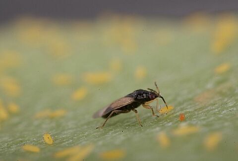 Orius effectief bij trips in paprika