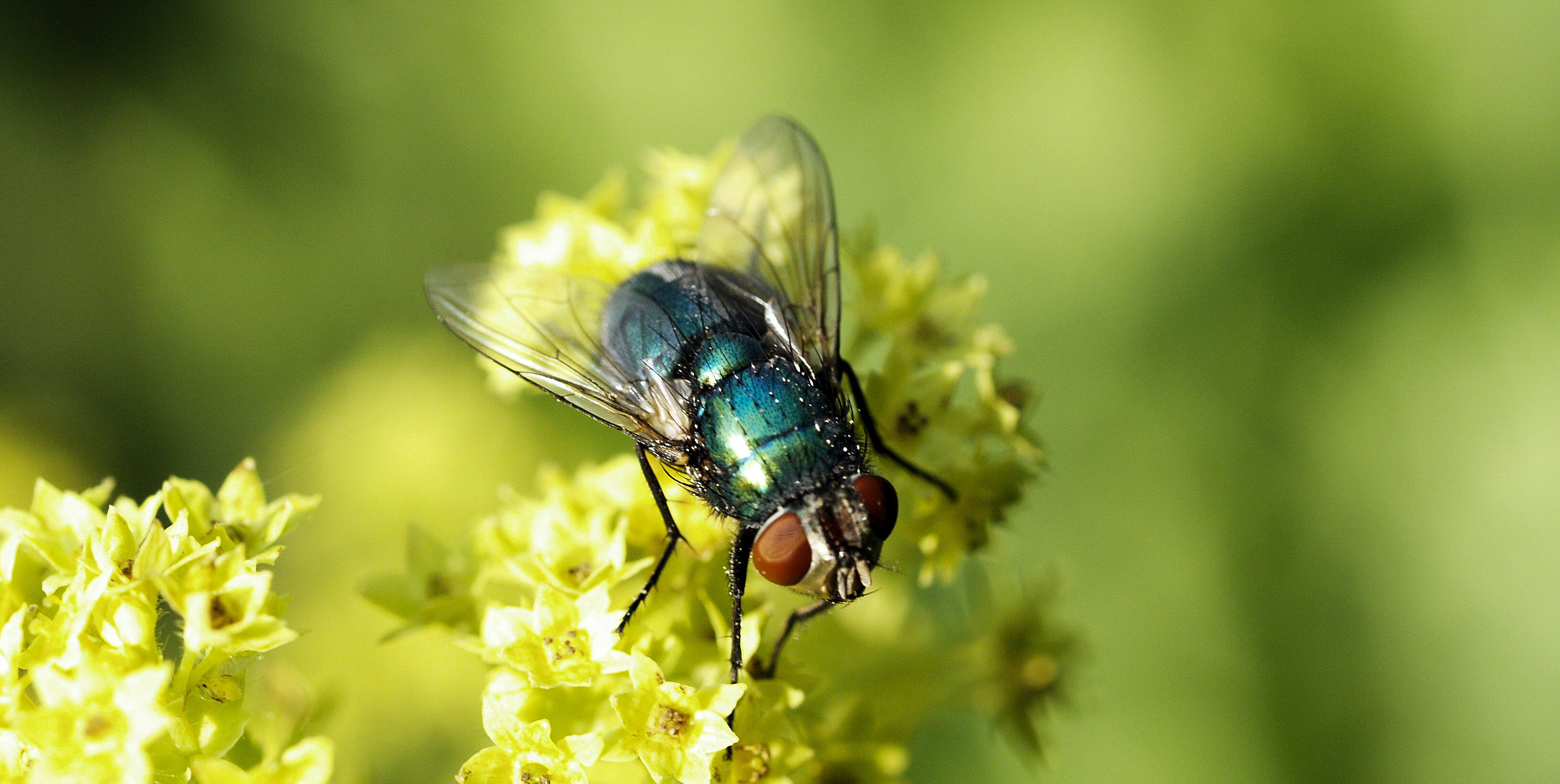 Bestuiving checklist Natupol Fly