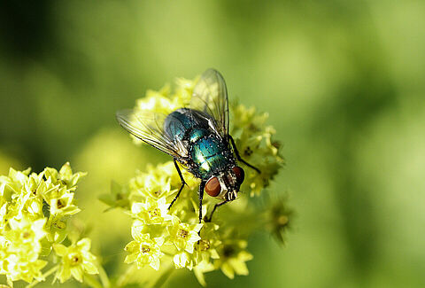 Bestuiving checklist Natupol Fly