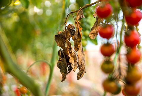 Tomaten galmijt, Koppert zoekt de vijand van de vijand