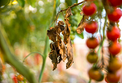 Tomaten galmijt, Koppert zoekt de vijand van de vijand